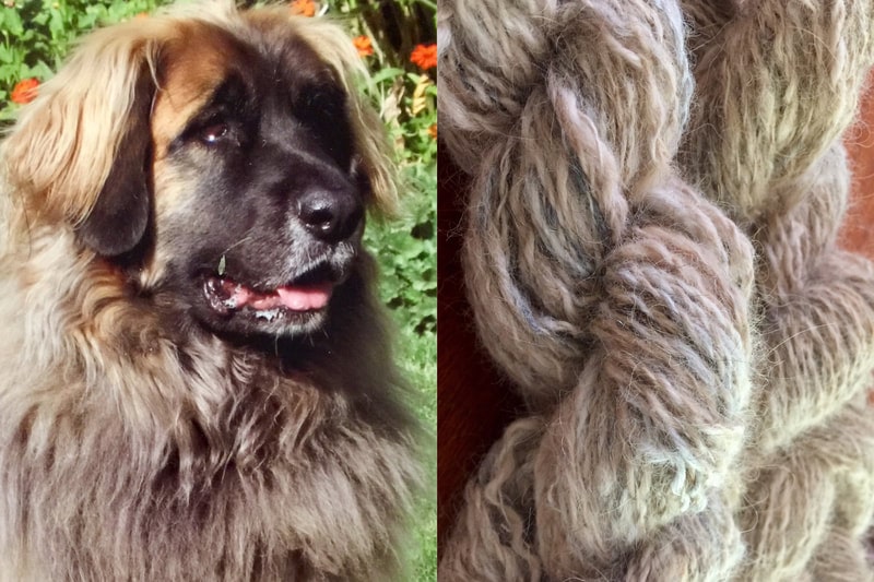 dog yarn chiengora made from leonberger dog