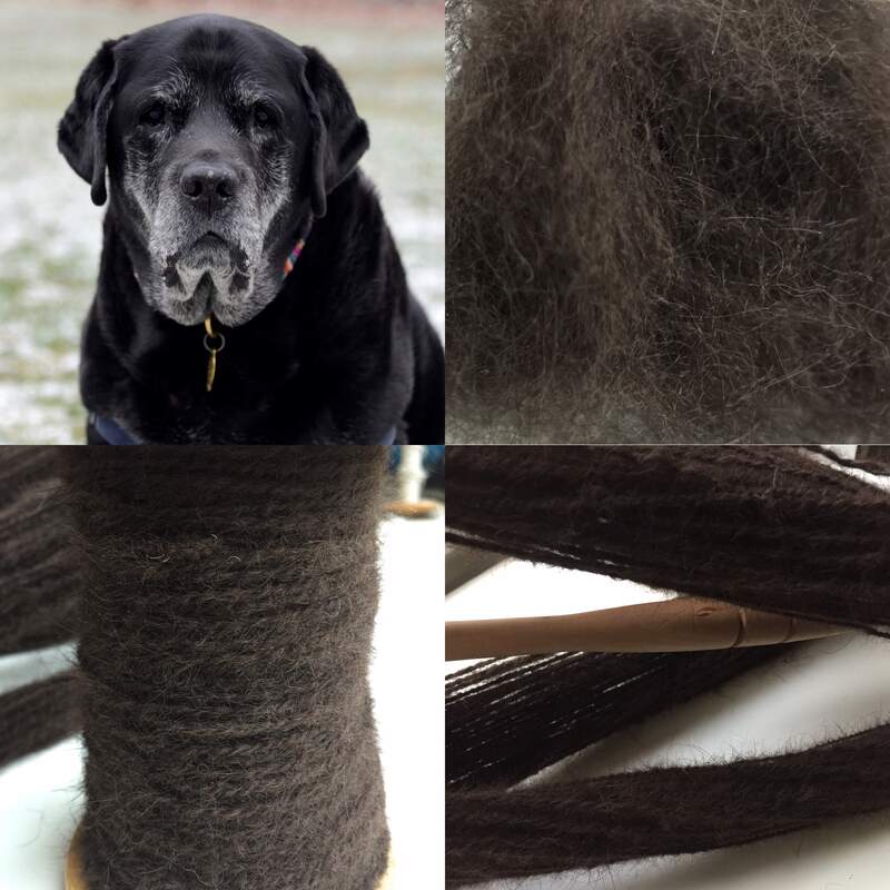 yarn made from Labrador retriever